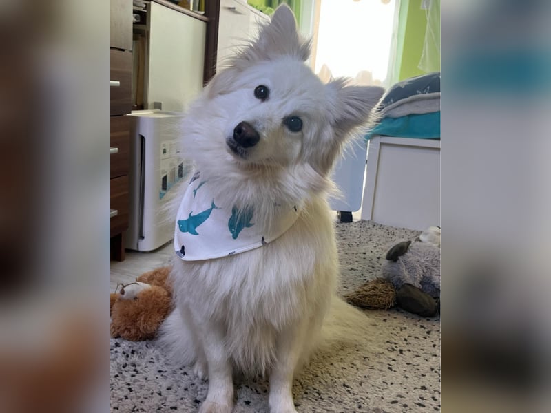 Brutus SR - zurückhaltend