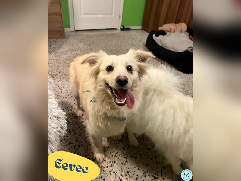 Eevee SR - verspielt, verträglich