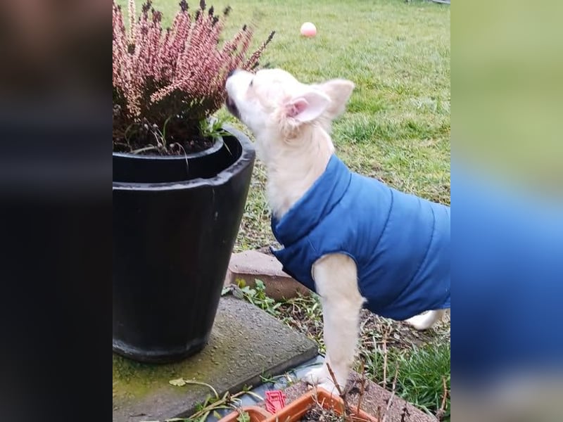 Diego 1 - verspielt, freundlich in 61191 Rosbach