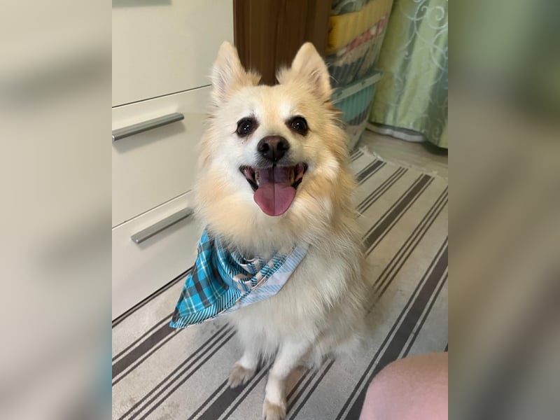 Lio SR - verkuschelt, lieb