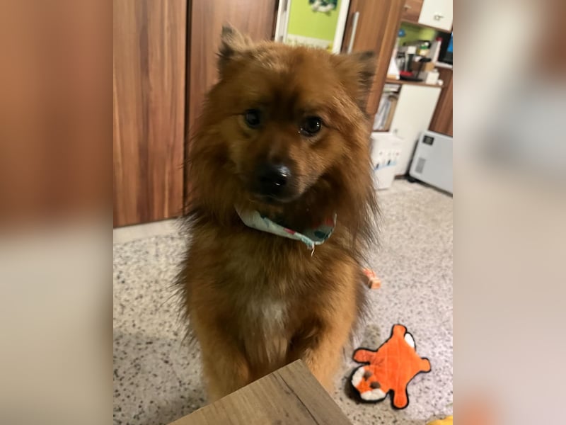 Flocky SR - freundlich, gutherzig