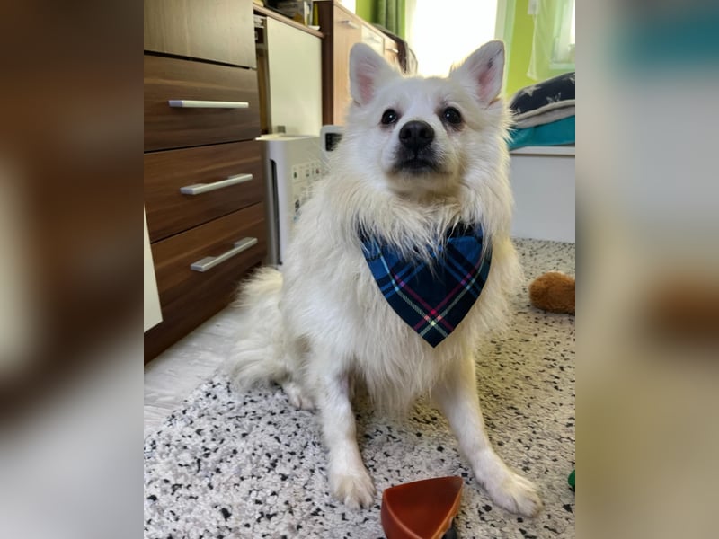 Marshmello - verspielt, dominant