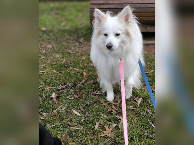 Diego 2 SR - lernwillig in 66589 Merchweiler 