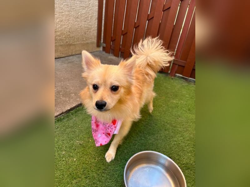 Hella SR - verträglich, freundlich