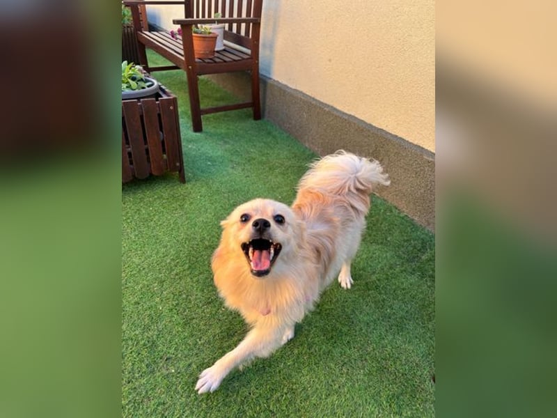 Hella SR - verträglich, freundlich