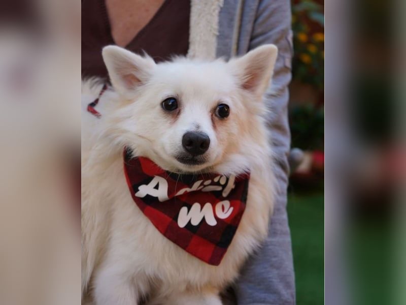 Ted SR - sucht ein Zuhause