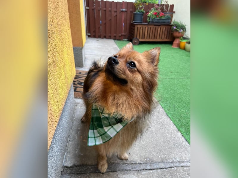 Tobi SR, süßer, kleiner Wirbelwind