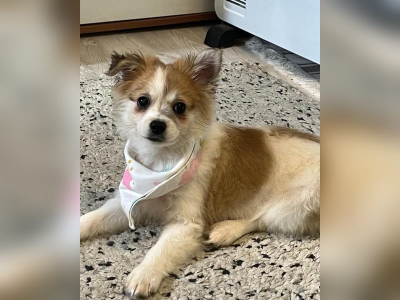 Debby SR - freundlich, verspielt