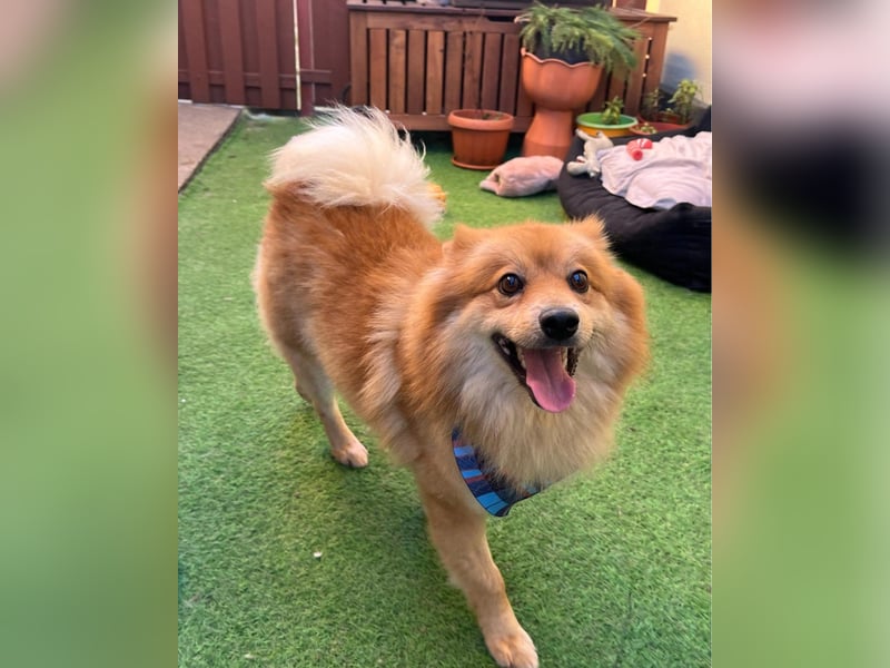 Beni SR - verspielt, offen