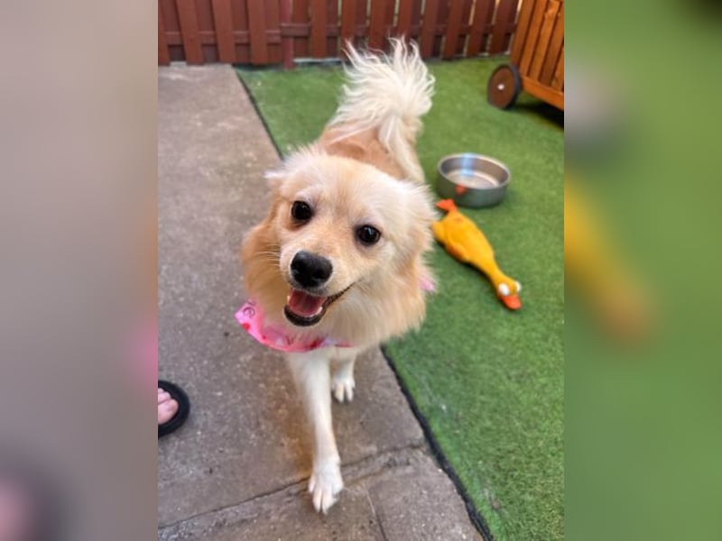 Hella SR - verträglich, freundlich