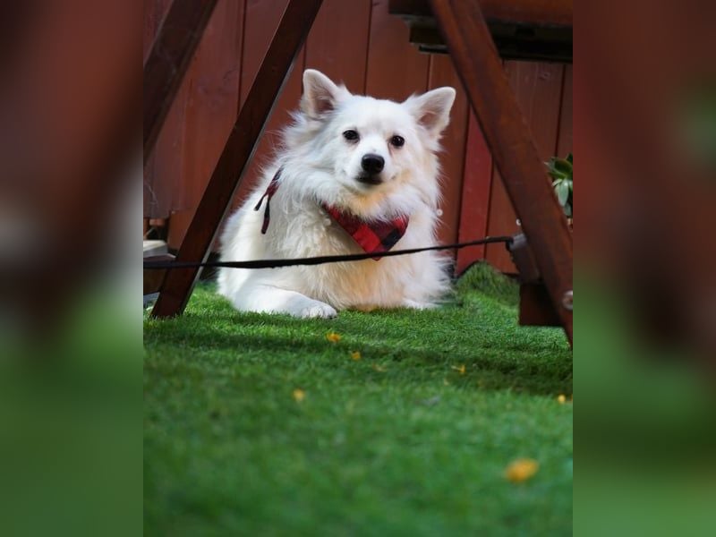 Ted SR - sucht ein Zuhause