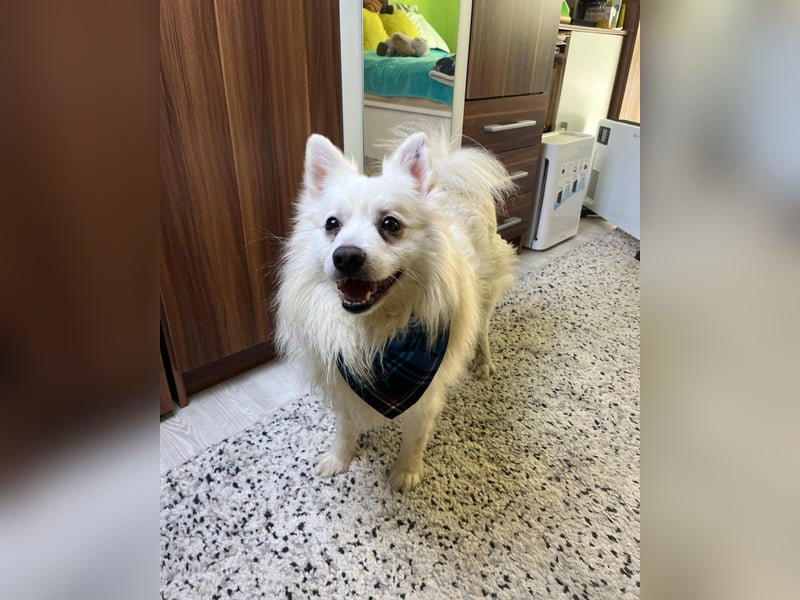 Marshmello - verspielt, dominant