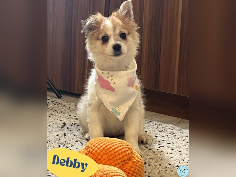 Debby SR - freundlich, verspielt