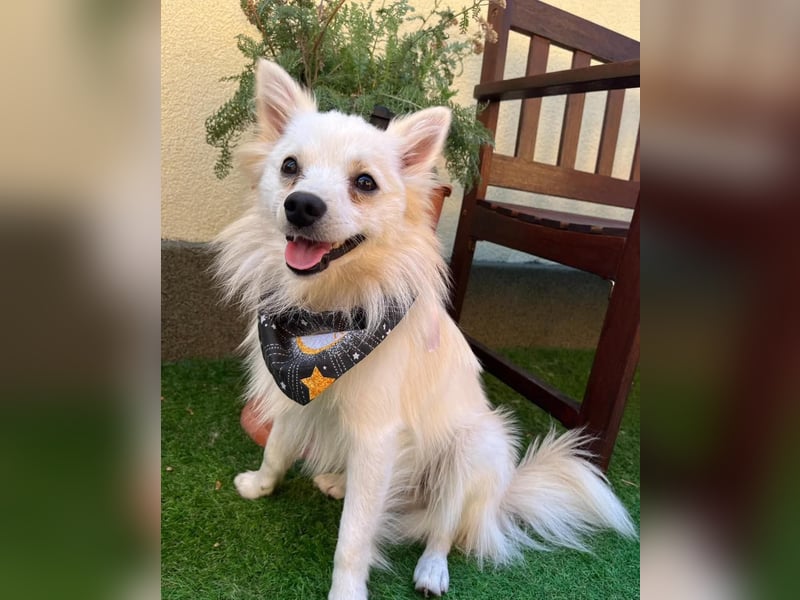 Jeremy SR - verträglich, verspielt