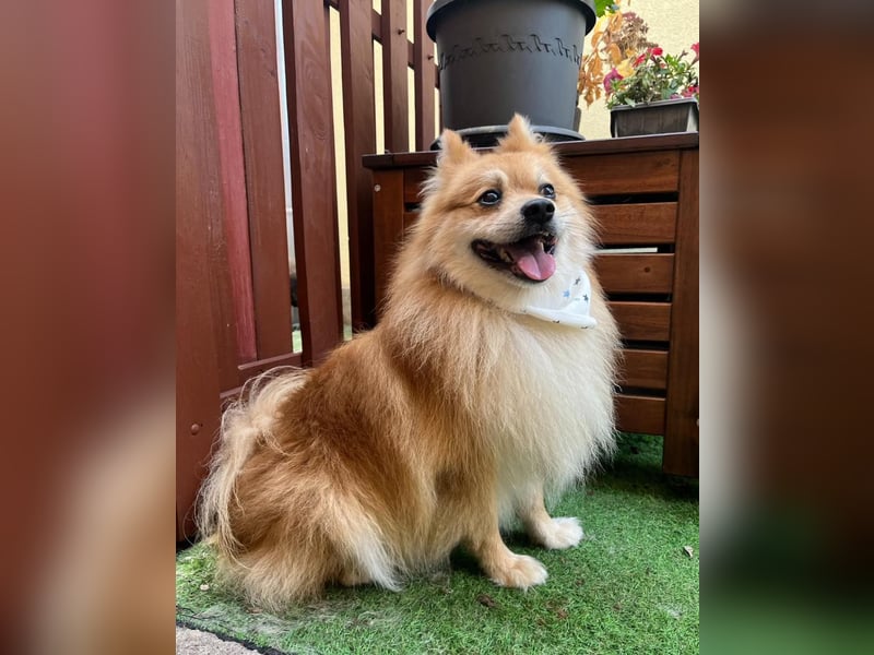 Yumo SR - aufgeschlossen, verträglich