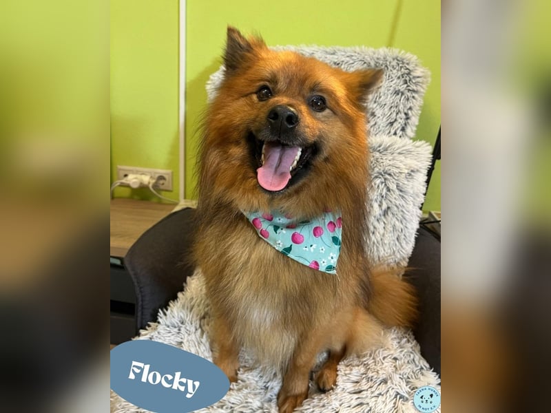 Flocky SR - freundlich, gutherzig