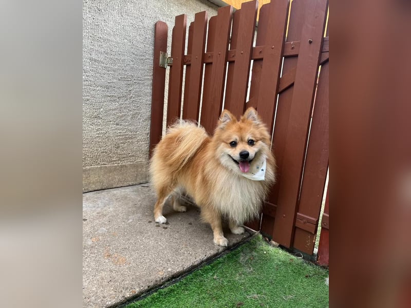 Yumo SR - aufgeschlossen, verträglich