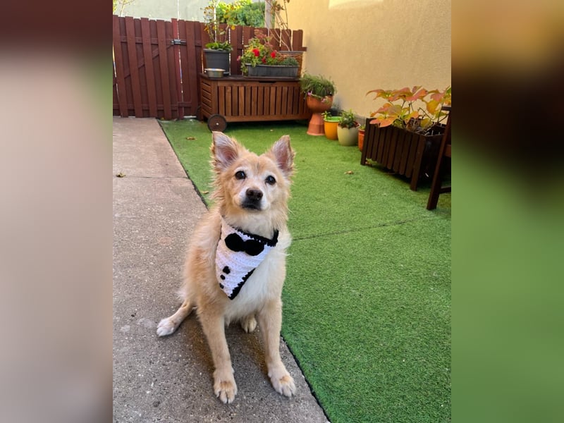 Barney SR - ruhig, verträglich