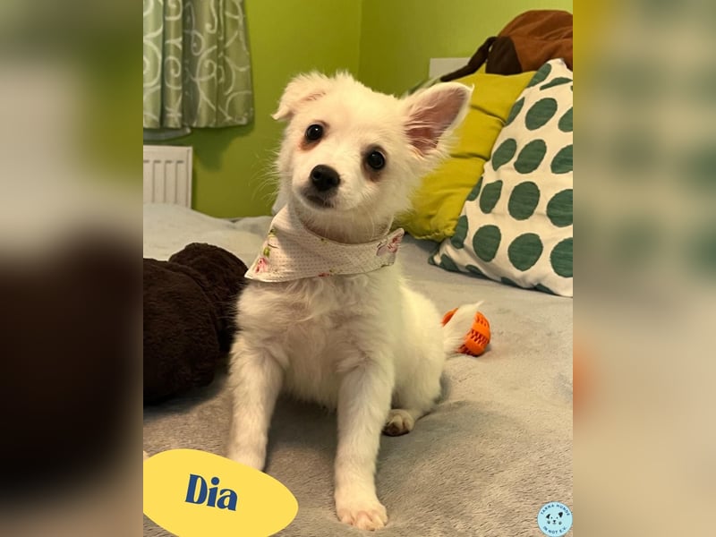 Dia SR - freundliches Hundekind