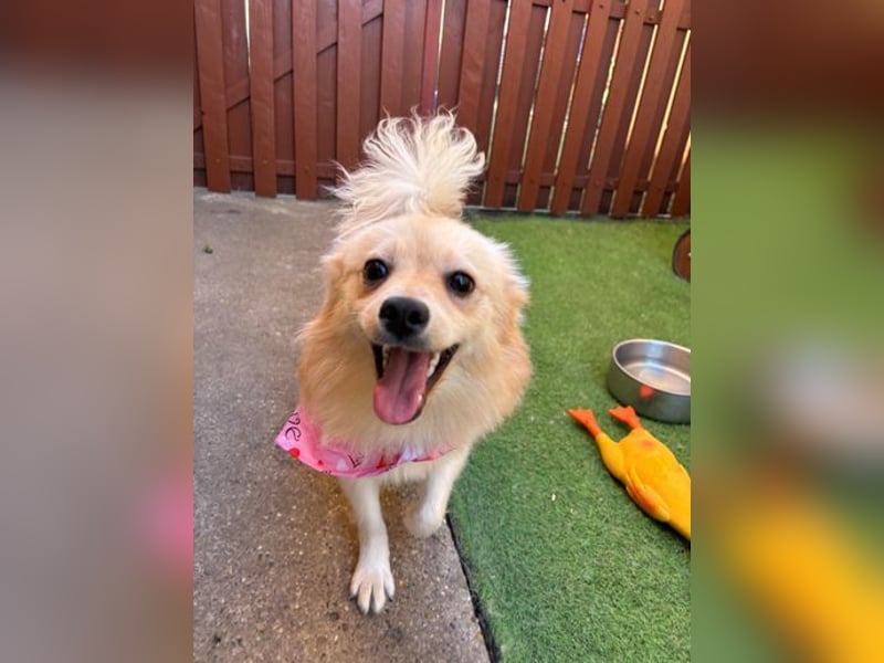 Hella SR - verträglich, freundlich