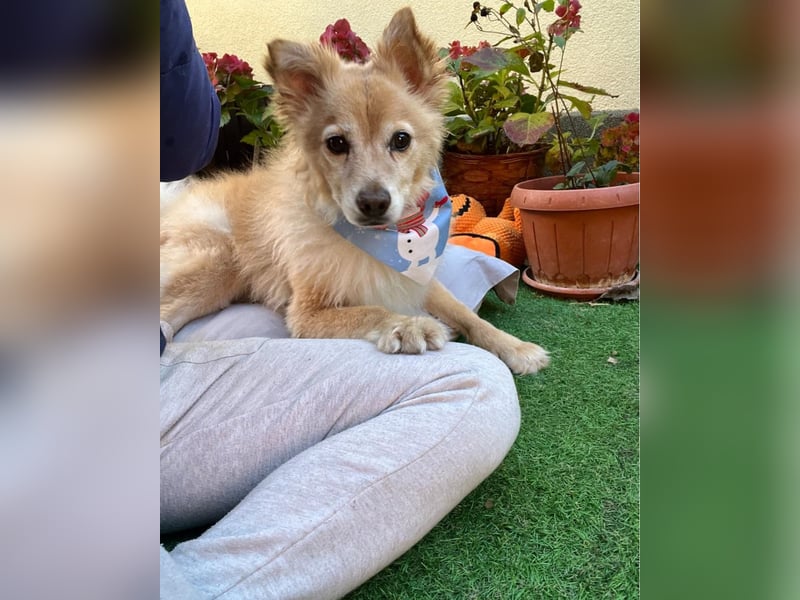 Barney SR - ruhig, verträglich