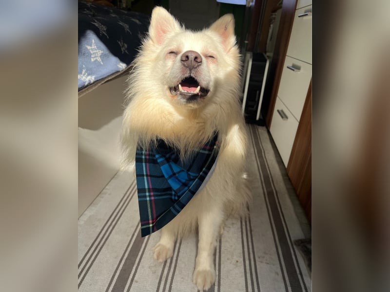 Marshmello - verspielt, dominant