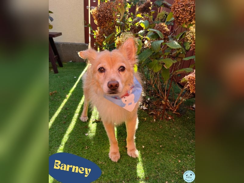 Barney SR - ruhig, verträglich