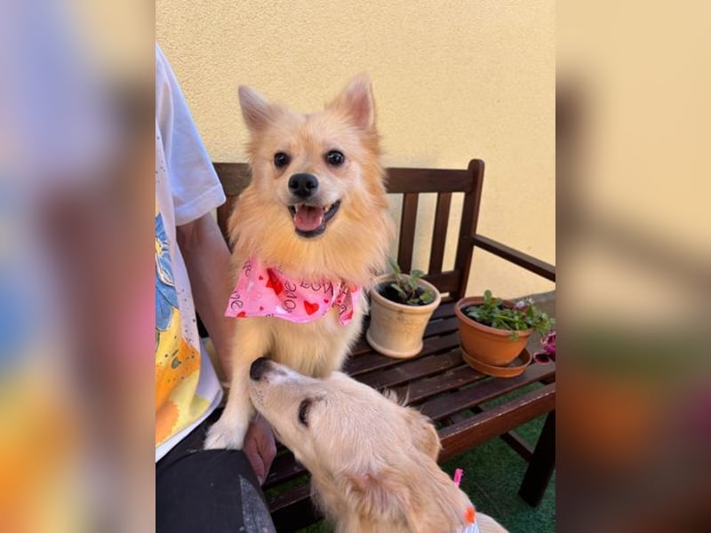 Hella SR - verträglich, freundlich