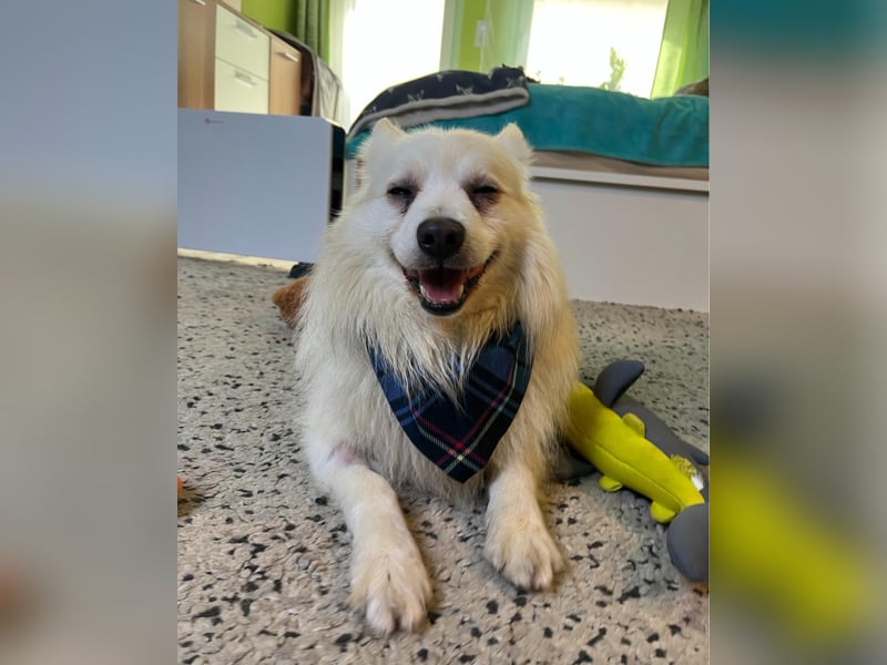 Marshmello - verspielt, dominant