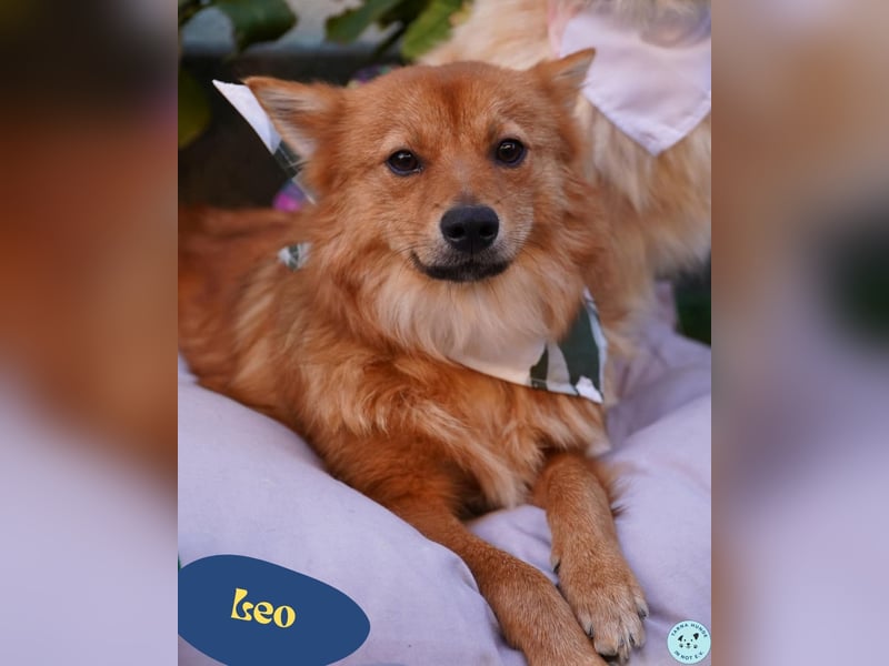 Leo SR, freundlich und ruhig