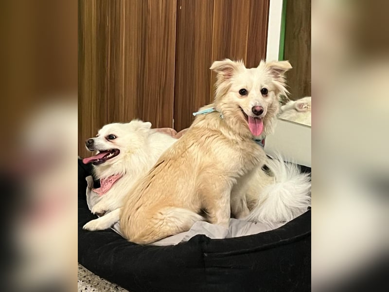 Eevee SR - verspielt, verträglich