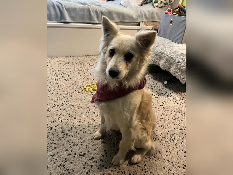 Penny SR - offen, verkuschelt