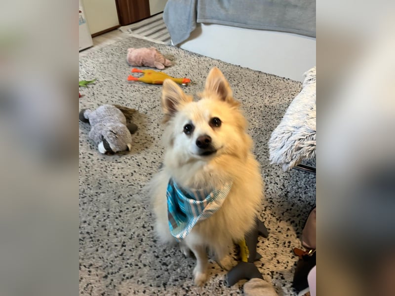 Lio SR - verkuschelt, lieb