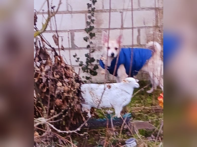 Diego 1 - verspielt, freundlich in 61191 Rosbach