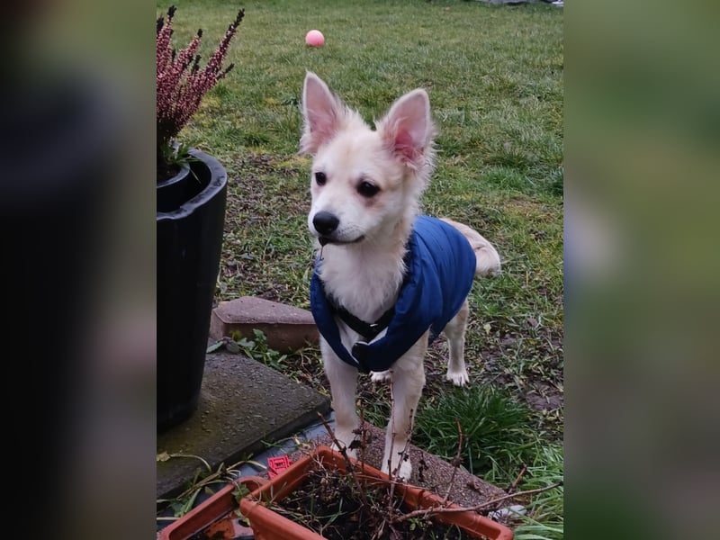 Diego 1 - verspielt, freundlich in 61191 Rosbach