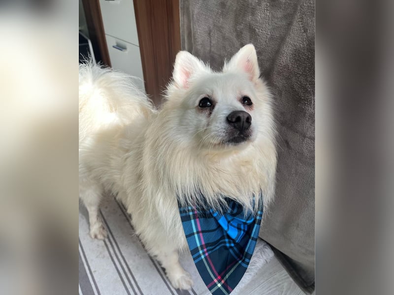 Marshmello - verspielt, dominant