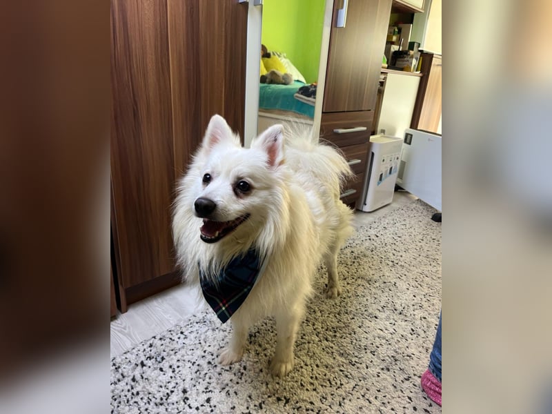 Marshmello - verspielt, dominant