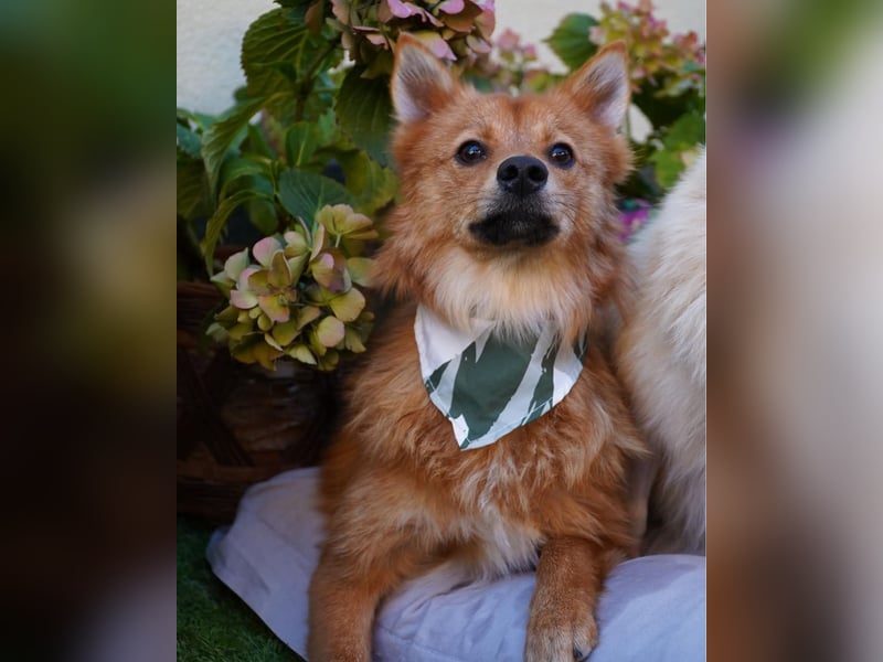 Leo SR, freundlich und ruhig