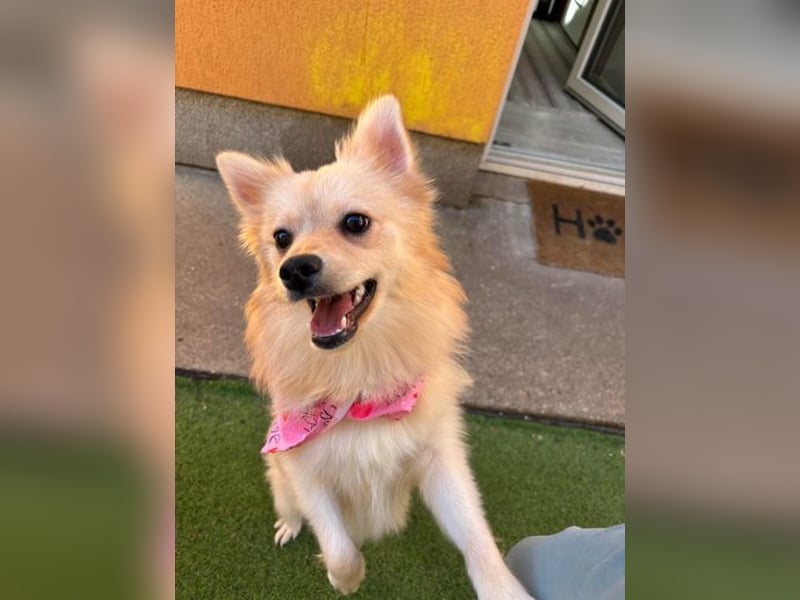 Hella SR - verträglich, freundlich