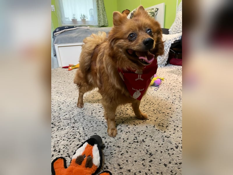 Nola SR - aufgeschlossen, neugierig