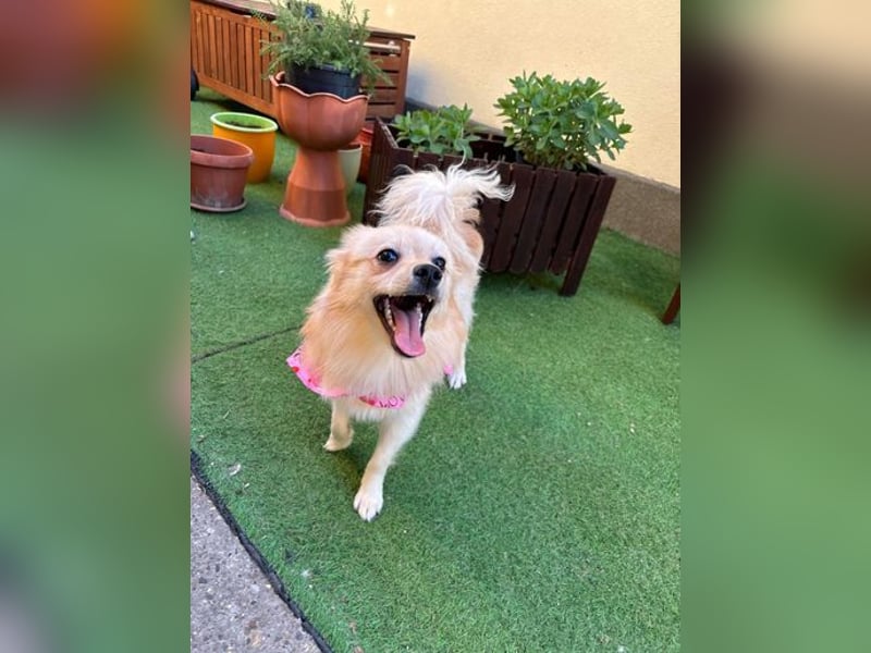 Hella SR - verträglich, freundlich