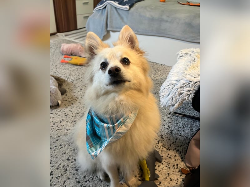 Lio SR - verkuschelt, lieb