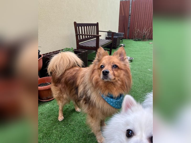 Arthur SR - freundlich, aufgeschlossen