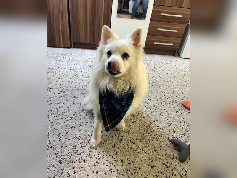 Marshmello - verspielt, dominant