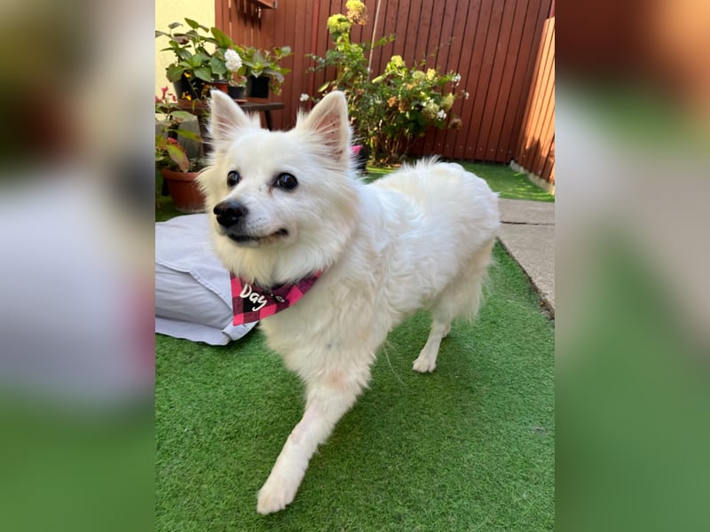 Ariel SR, ein liebenswertes Mädchen