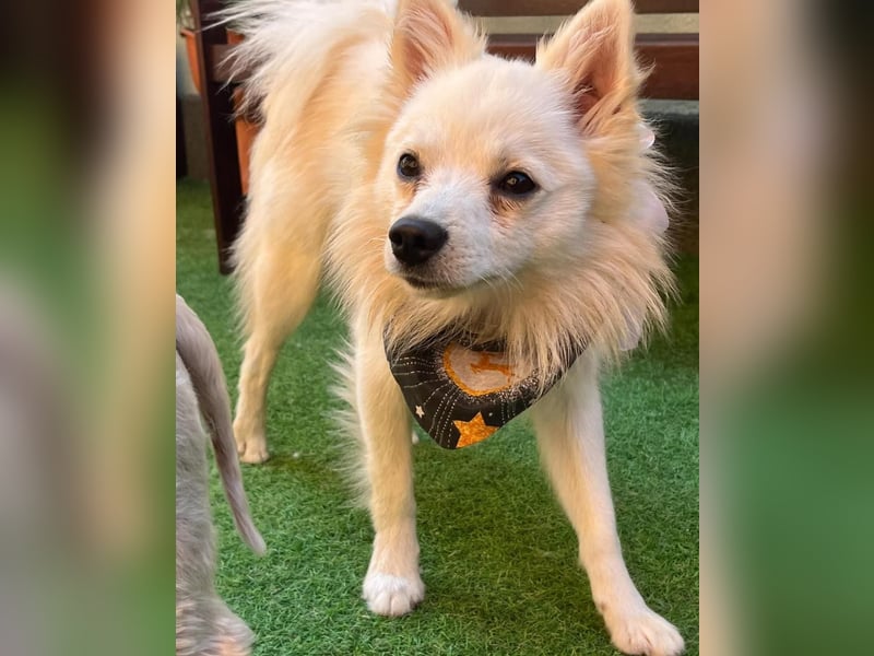 Jeremy SR - verträglich, verspielt