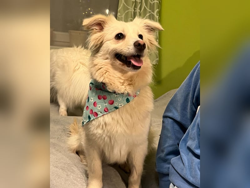 Eevee SR - verspielt, verträglich