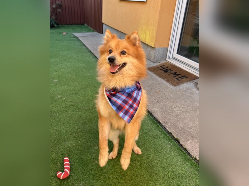 Beni SR - verspielt, offen