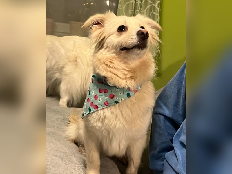 Eevee SR - verspielt, verträglich