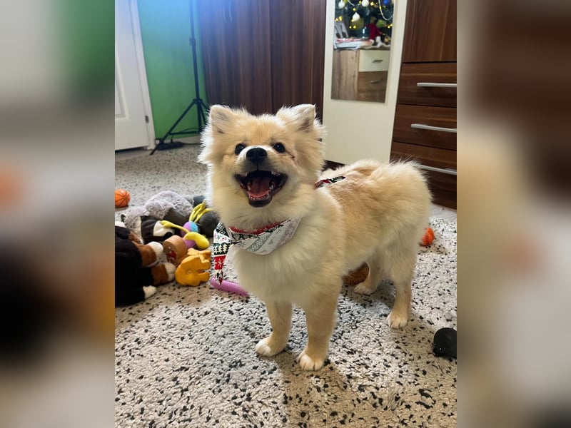 James SR- katzenverträglich, freundlich